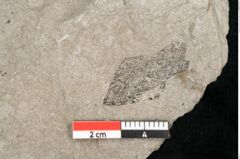 Foto (Detailansicht) von Tetraclinis brachyodon (Brongniart) Mai et Walther (NHMW-GEO-2024-0188-11424)